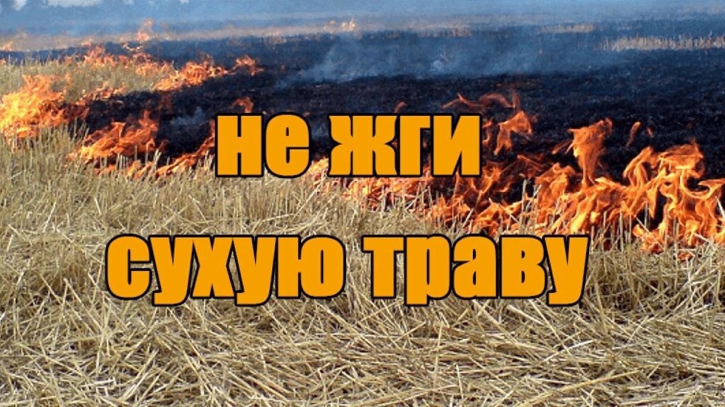 Сжигание сухой травы - преступление против природы.